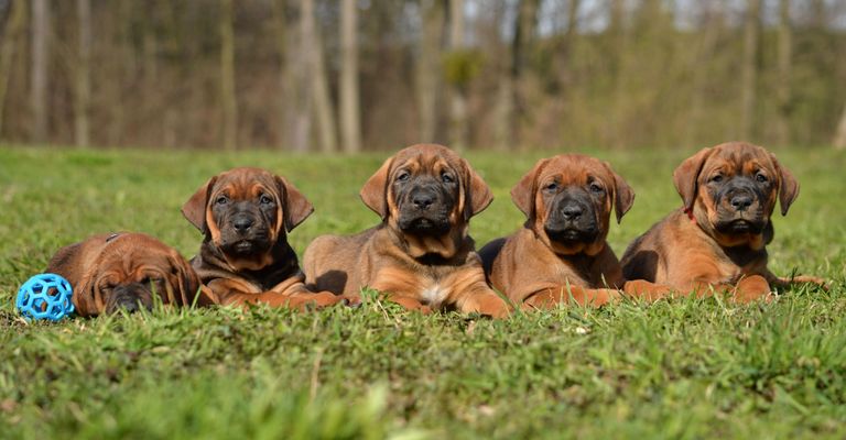 five Tosa Inu fighting dog puppies lying in the meadow, brown small dog with dark muzzle and floppy ears, Japanese list dogs