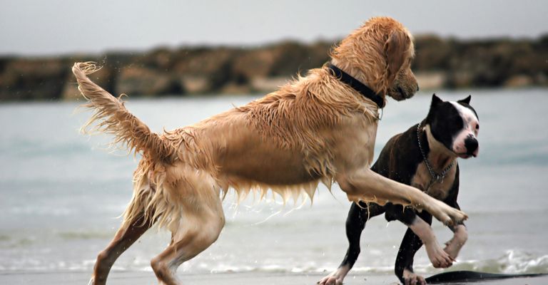 Perros juguetones en la playa Dos perros jugando en la playa