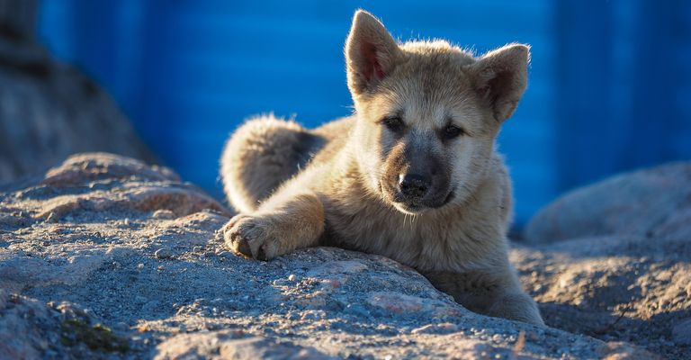 Cachorro de perro groenlandés, Ilulissat, Groenlandia