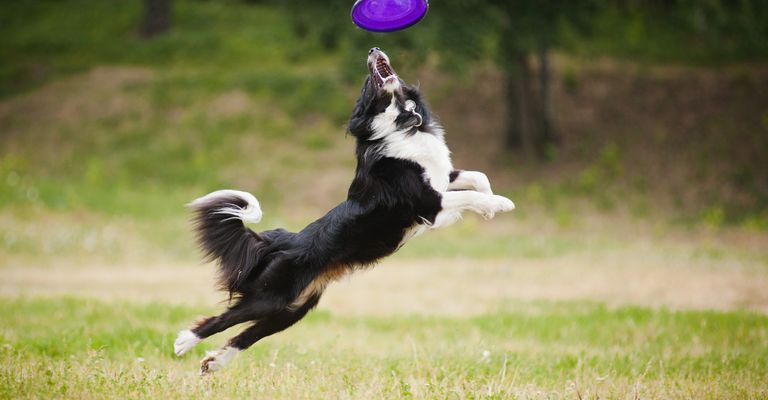 Perro blanco y negro atrapa disco en un salto