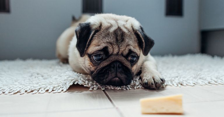 Perro carlino esperando permiso para comer queso en la cocina. Entrenamiento de paciencia.