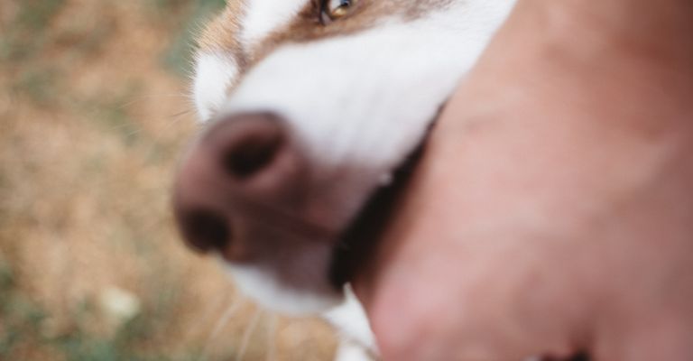 Foto de la mano de un hombre y un husky. El perro juega con el dueño, le muerde la mano