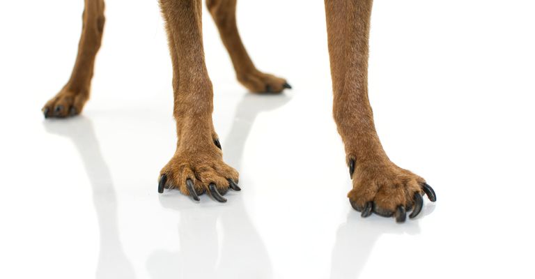 PRIMER PLANO DE LAS PATAS Y PEZUÑAS DE UN PERRO CON ARTROSIS. IMAGEN AISLADA SOBRE FONDO BLANCO.