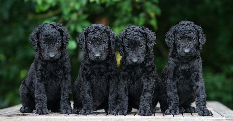 Grupo de cachorros de Curly Coated Retriever posando juntos al aire libre