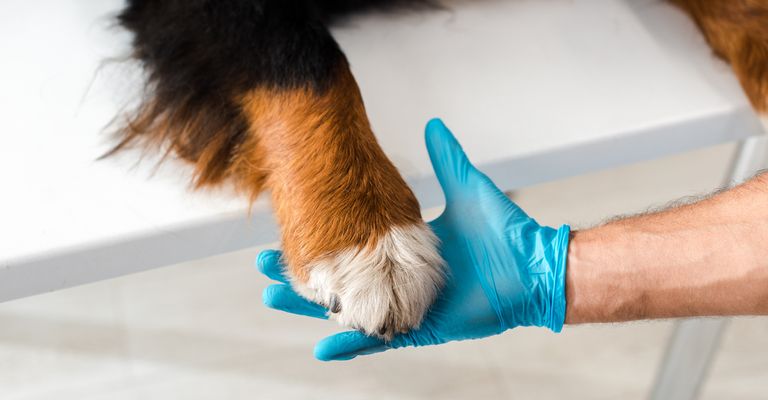 Vista parcial de un veterinario sujetando la pata de un perro de montaña de Berna