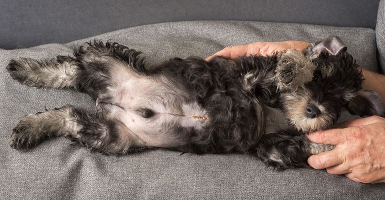 Cachorro con suturas quirúrgicas tras una operación de hernia umbilical.