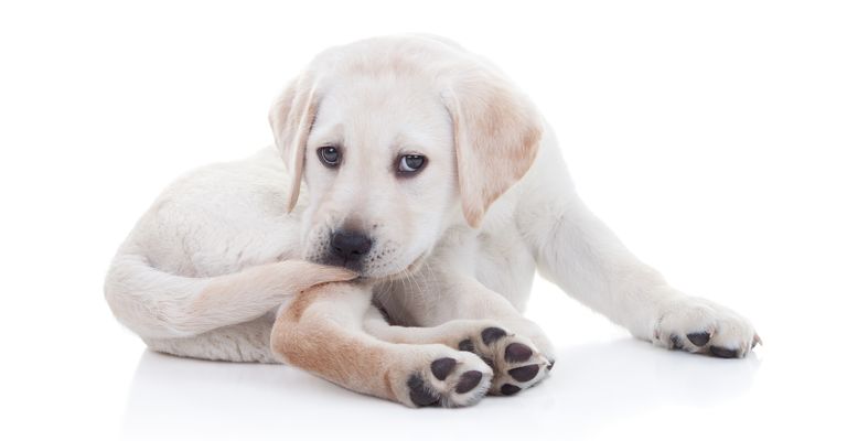 Divertido cachorro de perro Labrador Retriever mordiéndose la cola