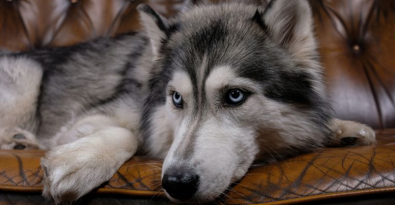Precioso husky esponjoso sentado en un sofá de cuero marrón. Retrato de un perro husky en primer plano. perro husky adulto