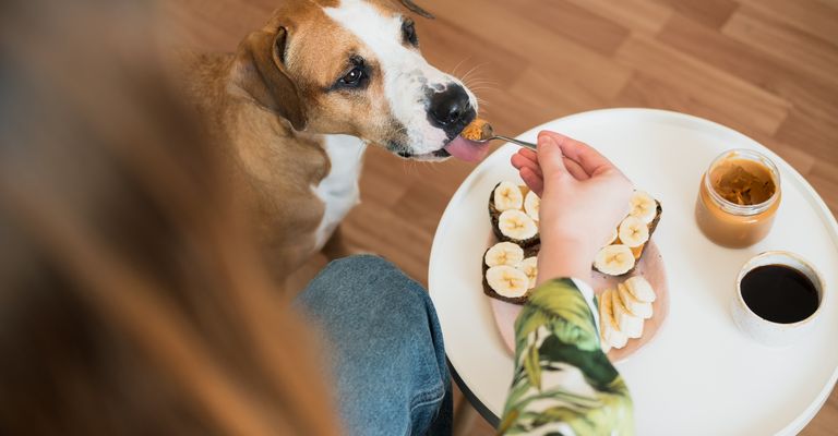 Desayuno con mascotas en casa. Divertido perro lamiendo mantequilla de cacahuete de una cuchara, estilo de vida de interior, comidas matutinas y café