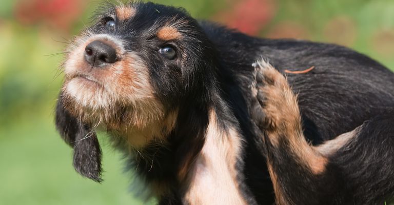 Cachorro de Otterhound se rasca detrás de la oreja