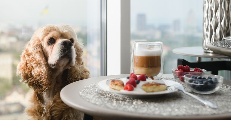 El perro pide comida de la mesa.
