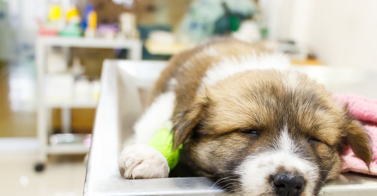 Simpático cachorro (perro tailandés Bangkaew) enfermo y durmiendo en la mesa de operaciones de la consulta del veterinario