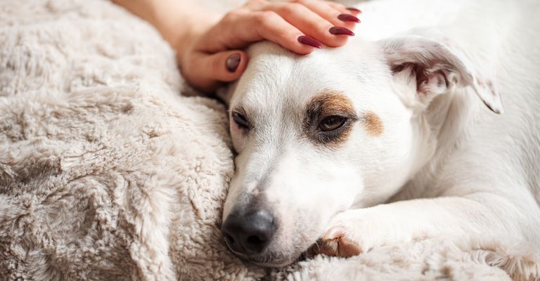 La mano de una mujer toca a un dulce y relajado perro Jack Russell. El ambiente de un hogar acogedor. Un terrier tumbado sobre una manta gris.