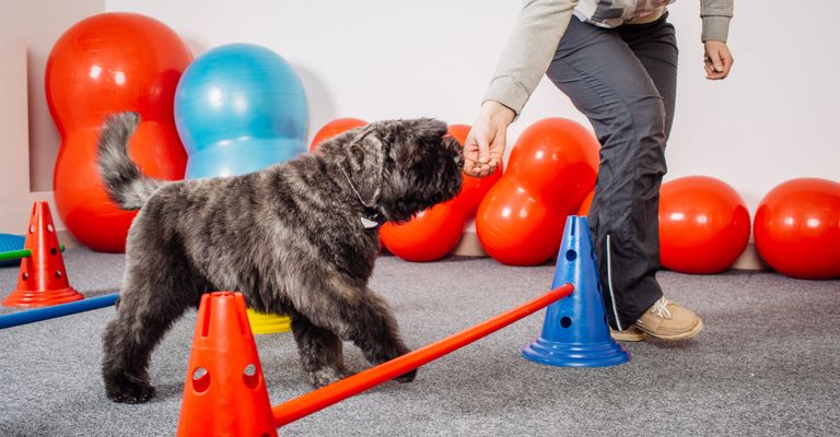 Adiestramiento de perros con pértiga y golosinas Perro, Canidae, Raza de perro, Bouvier des flandres, Cairn Terrier, Carnívoro, Terrier, Grupo deportivo, Deporte de perros, Perro de compañía, Adiestramiento canino con barra y correa de premio