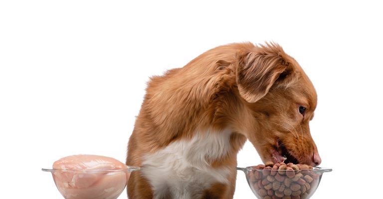 Perro, Canidae, raza de perro, carnívoro, perro de compañía, Grupo Deportivo, comida para mascotas, Nova Scotia duck toll retriever, cachorro, comida enlatada o más bien comida seca, la comparación de alimentos para el perro, comprar comida húmeda para el perro