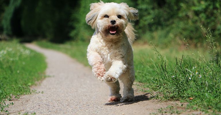 pequeño perro blanco para principiantes similar al maltés, Lhasa Apso perro esquilado, dogbible muestra las razas de perros de Asia