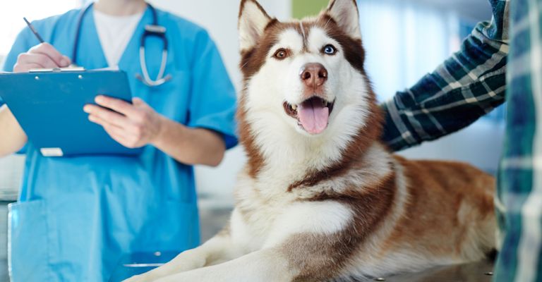 Husky siberiano blanco y marrón, mamífero, perro, Canidae, raza similar a Alaskan Malamute, Husky sajalín marrón, perro de trineo, carnívoro, raza de perro, raza similar a wolfhound,