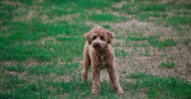 Perro, Perro de agua, Raza de perro, Planta, Carnívoro, Perro de compañía, Hierba, Leonado, Caniche, Perro miniatura,