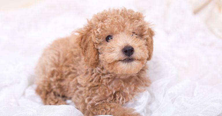 cachorro de Pumi marrón