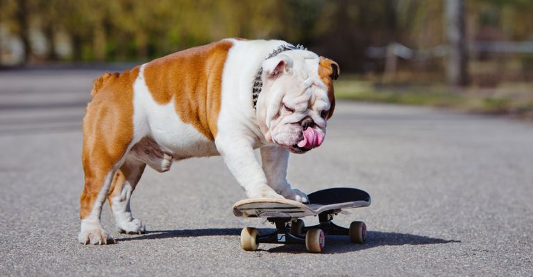 Nariz, Monopatín, Cánidos, Hocico, Raza de perro, Longboarding, Bulldog inglés viejo blanco y marrón, Ocio, Equipo de monopatín, Longboard, Perro montando en monopatín, Bulldog en monopatín, Perro macho