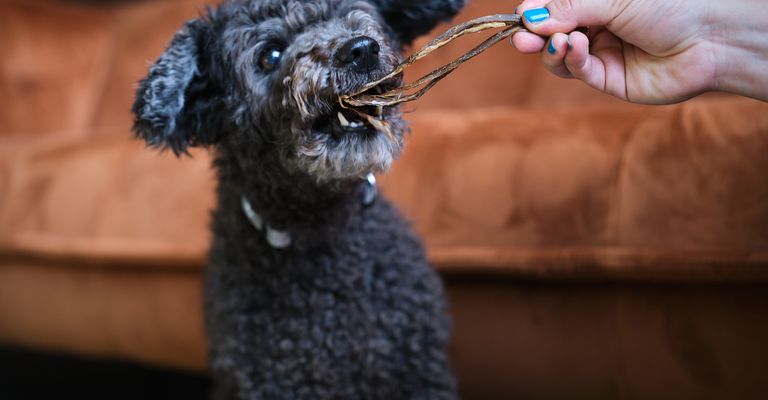 Perro,perro de agua,raza de perro,carnívoro,gesto,perro de compañía,cervatillo,perro de juguete,bozal,animal de trabajo,