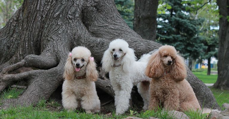 Mamífero, perro, vertebrado, Canidae, caniche estándar, caniche de tres colores, caniche blanco, caniche enano marrón, perro de pelo rizado, raza de perro, carnívoro, grupo deportivo, perro de compañía,