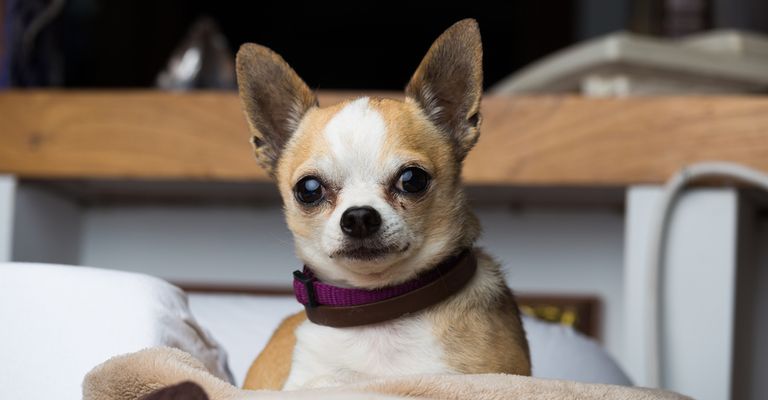 Perro,Raza de perro,Carnívoro,Bigotes,Perro de compañía,Leonado,Oreja,Chihuahua,Toy dog,Hocico,