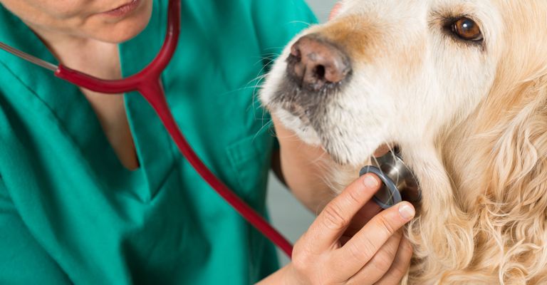 Perro, Canidae, Raza de perro, Perro de compañía, Golden Retriever, Grupo deportivo, Carnívoro, Veterinario, Bozal, Retriever, El perro se examina