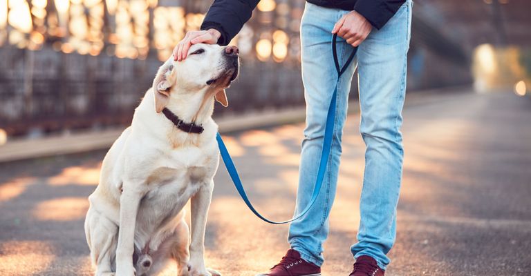 Perro, Raza de perro, Mamífero, Canidae, Correa, Perro de compañía, Carnívoro, Hocico, Paseos de perros, Grupo deportivo, Paseos de labradores, Correa azul para labrador blanco