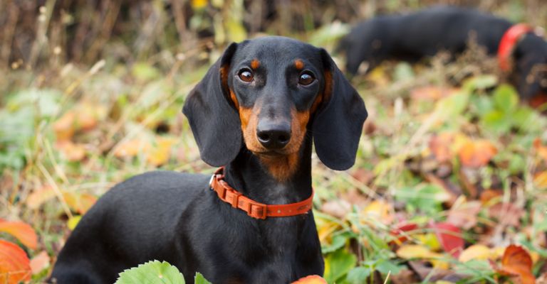 Perro, mamífero, vertebrado, raza de perro, Canidae, carnívoro, Dachshund austríaco negro y marrón, perro de caza, sabueso, tan dachshund, perro similar al Doberman