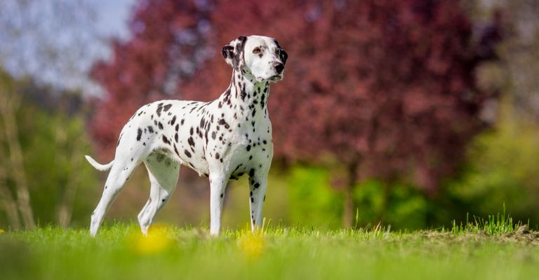 perro, dálmata, mamífero, vertebrado, cánido, raza de perro, carnívoro, grupo no deportivo, bozal, grupo deportivo, perra dálmata en un prado