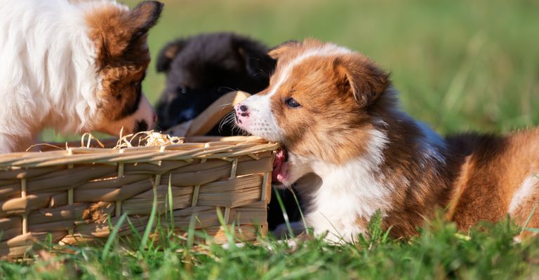 Elo cachorros blanco marrón y Elo negro en una cesta en el suelo, los perros pequeños con pelaje largo, perro de la familia, la raza mixta, aún no se reconoce la raza FCI, la raza popular, perro principiante