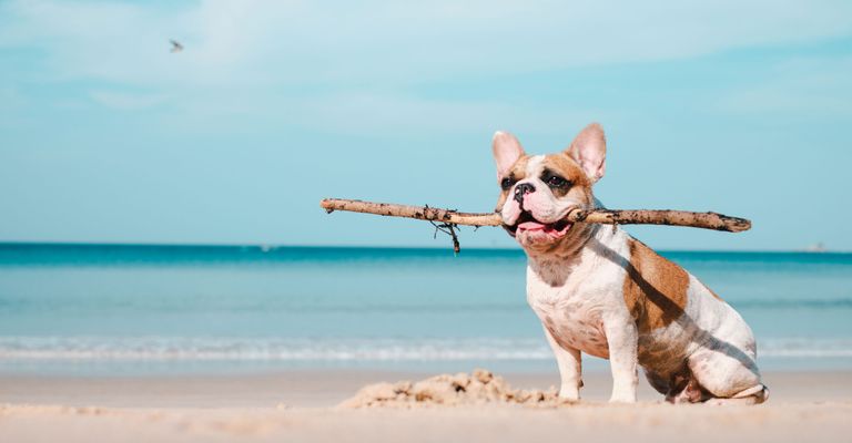 Mamífero, Canidae, perro, raza de perro, carnívoro, diversión, verano, vacaciones con perro, bulldog francés marrón blanco en la playa, cervatillo,