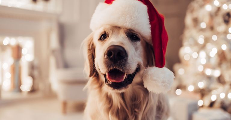 Perro, mamífero, Canidae, raza de perro, golden retriever de pelo largo, pelaje, carnívoro, retriever, Grupo Deportivo, bozal,