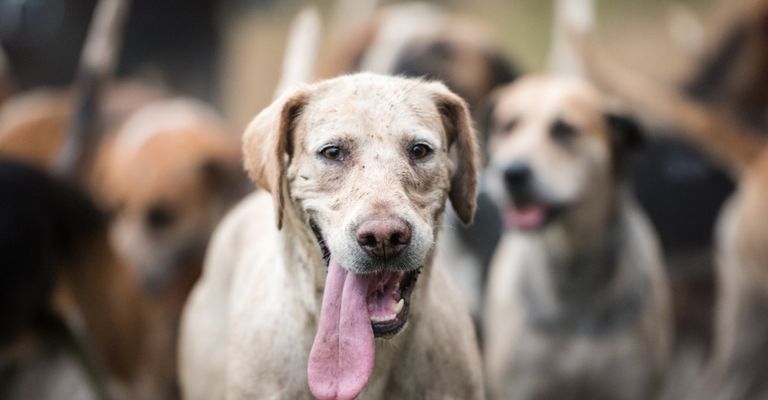 Foxhound inglés de color claro Foxhound inglés ligero, raza de perro de caza, perro de caza de Inglaterra con puntos, perro con lengua larga, jauría, jauría de perros