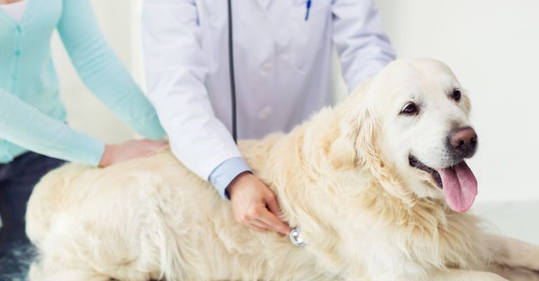 Labrador Retriever ligero en el veterinario
