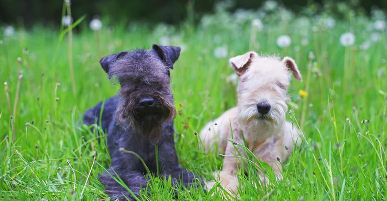 Lakeland Terrier negro y Lakeland Terrier blanco