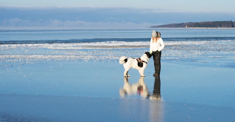 raza de perro grande, raza de perro gigante, perro blanco y negro de pelo largo similar al Terranova, Landseer