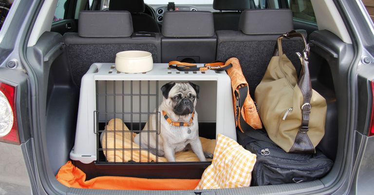 maletero, coche, vehículo, puerta del coche, pieza del coche, coche familiar, asiento del coche, cánidos, mpv compacto, perro de compañía, carlino sentado en el maletero en su caja de plástico para animales, caja peligrosa, transporte correcto de animales