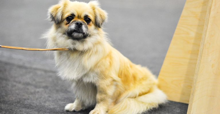 Perro para principiantes, Spaniel tibetano, raza de perro para principiantes, perro ligero de patas cortas, perro pequeño para principiantes, perro de ciudad