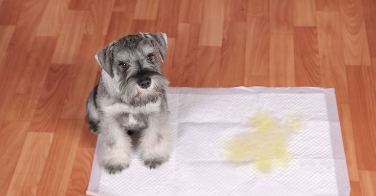 Perro, mamífero, vertebrado, raza de perro, Canidae, Schnauzer, Schnauzer miniatura, Schnauzer estándar, Cesky Terrier, carnívoro, cojín de orina, alfombra de orina, manta de orina para cachorros