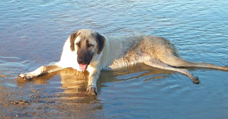 perro pastor de anatolia en el agua, perros grandes, perro de turquía