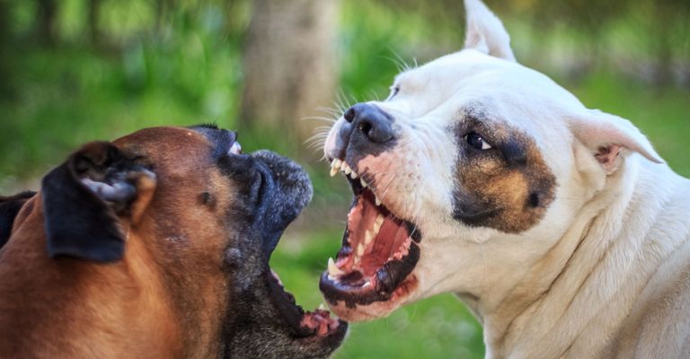 Perro, Mamífero, Vertebrado, Raza de perro, Canidae, Hocico, Carnívoro, Nariz, Bulldog Australiano, Antiguo Bulldog Inglés, Pelea de perros, Dos gran daneses se pelean con la boca abierta mostrando los dientes, Lista de perros