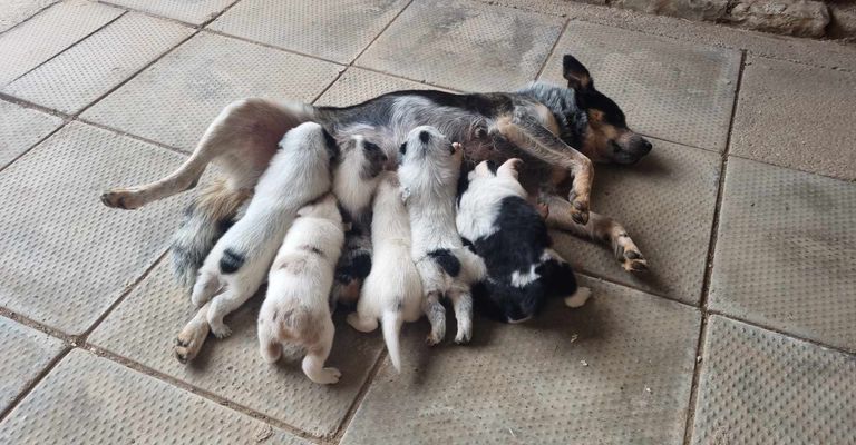 Perro,Raza de perro,Carnívoro,Leonado,Perro de compañía,Hocico,Grupo deportivo,Cola,Animal de trabajo,Canidae,