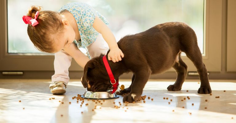 Un pequeño perro marrón come comida seca de un cuenco de acero inoxidable con una cinta roja en el cuello, una niña sostiene al perro por el cuello, la comida está por todo el suelo