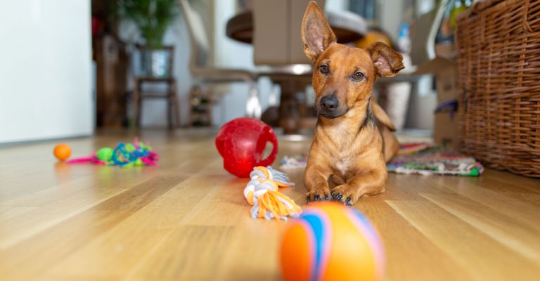 Perro, Canidae, Juguete para perro, Raza de perro, Suelo, Pelota, Carnívoro, Suelo, Teckel, Perro de compañía,