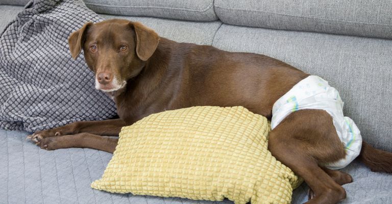 perro con pañal tumbado en el sofá, perra embarazada con pañal, después de la cirugía el perro lleva pañal, perro incontinente, incontinencia en el perro, perro viejo marrón, perro grande marrón con pelaje corto