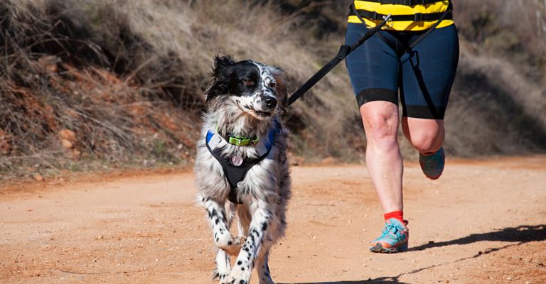 Un perro corre una maratón mientras hace footing con el amo