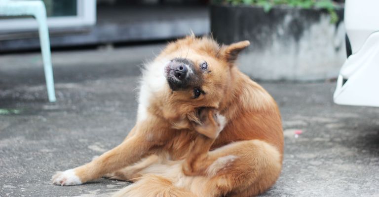 Mamífero, vertebrado, Canidae, perro, raza de perro, hocico, carnívoro, grupo deportivo, cervatillo, perro de compañía, causas del dolor de oídos en los perros, el perro se rasca la oreja, picazón en las orejas del perro, perro marrón mediano con pelaje largo y orejas puntiagudas