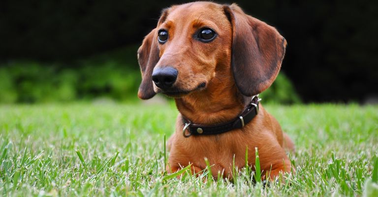 perro salchicha enano marrón tumbado en la hierba